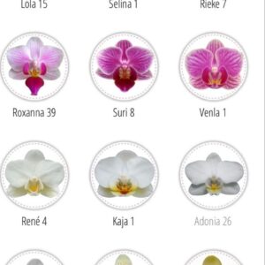 VAFE  COMESTIBILE, ORHIDEE NR 1